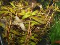 Akváriumi növények - Ammania senegalensis kicsi konyaknövény